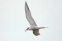 Visdief (Sterna hirundo) 5-2016  8876-